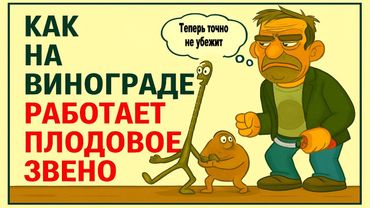🍇 Обрезка винограда на плодовое звено? Сучок замещения и плодовая стрелка. Зачем они нужны?