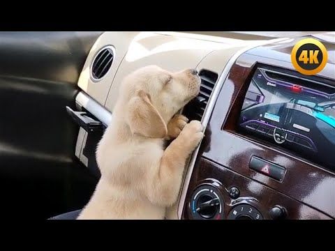 Funny Puppy LOVES Air Conditioner 🤣 | Hilarious Pet Moments