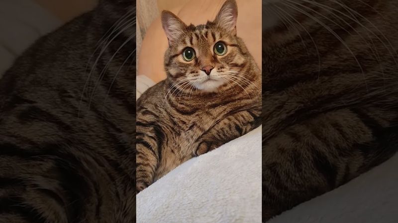 Студенты помните ☝️🙀😉🤣 #cat #кот #юмор #котушка #приколы #цитаты #смех