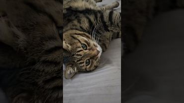 Не ругайте 🤔😉😻🤣 #cat #кот #юмор #приколы #котушка #цитаты