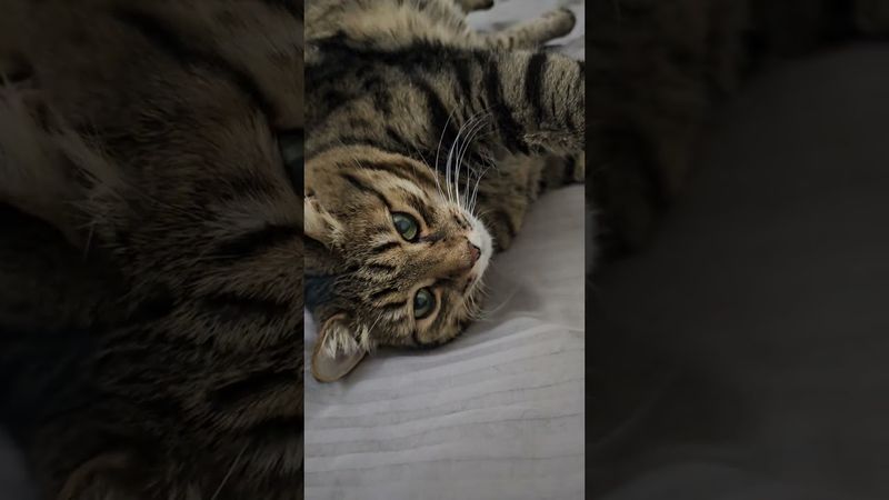 Не ругайте 🤔😉😻🤣 #cat #кот #юмор #приколы #котушка #цитаты