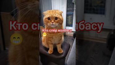 кто спёр колбасу 😁 #cat #видосыоткота #юмор #ржака #кот #прикол #Бисквит #озвучка