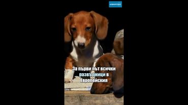 Европарламентът гласува забрана за продажба на кучета и котки в зоомагазините #кучета #котки #ес