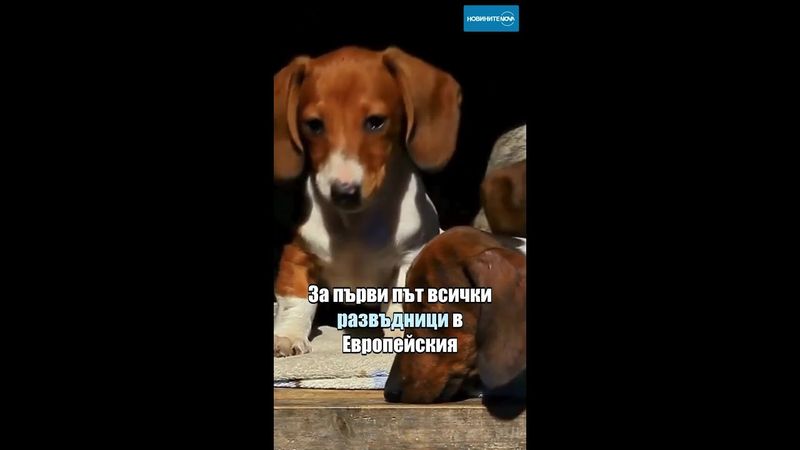 Европарламентът гласува забрана за продажба на кучета и котки в зоомагазините #кучета #котки #ес