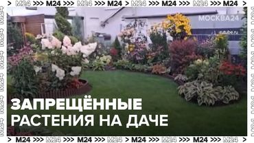 Запрещённые растения на даче: штрафы, список и что нельзя выращивать