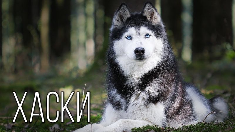 Хаски: Покорители Севера | Интересные факты про хаски