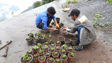 Separating Meconopsis Himalayan and Tibetan Blue Poppy seedlings into separate pots, Primulas too