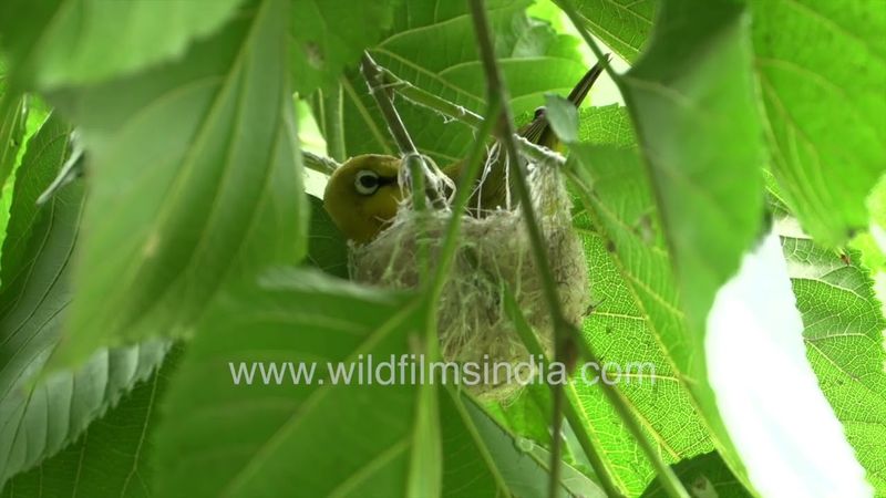 Indian White-eye nesting in a mulberry tree at the Wilderness Orchard forest in New Delhi
