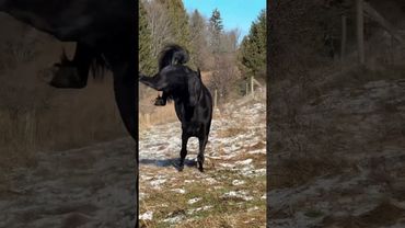 #rek #horse mashaalloh