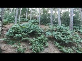 English Forest Walk - Virtual Scenery For Treadmill Workout - Walking Through The Woods