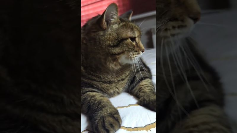 Тяжёлый выбор 🙀🤔😉🤣 #cat #кот #юмор #котушка #приколы #цитаты #смех