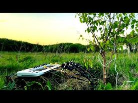 Birch Tree Playing a Keyboard
