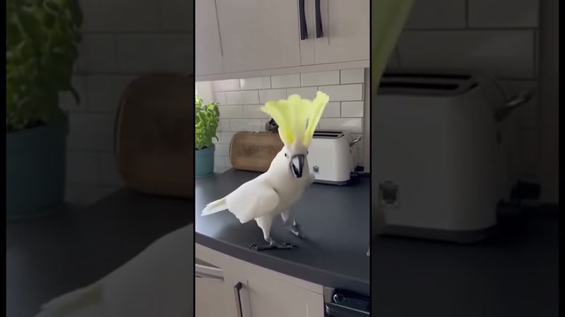 Never pause the beat around this Cockatoo #cockatoo #funny
