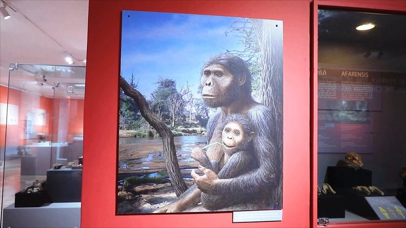 Знаменитый австралопитек Люси отправился из Эфиопии в Прагу
