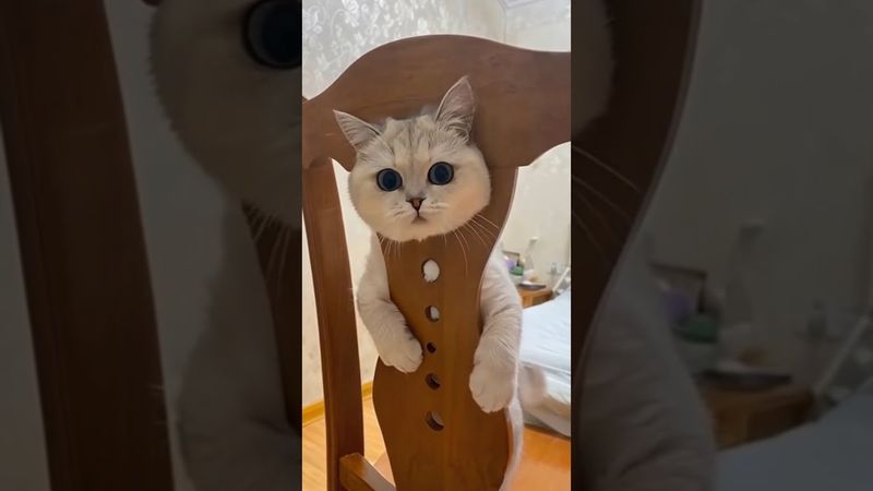 Реакции животных, которые сделали мой день — смех, милота и немного безумия 2025