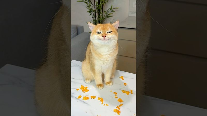 Are you afraid of snakes? #cat #cats