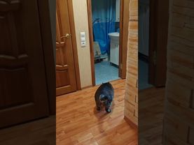 Самая большая ошибка🙀😼🤔😉 #cat #кот #юмор #котушка #приколы #цитаты #жизнь