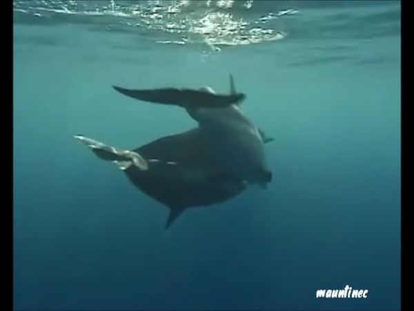 Все дельфины в ураган