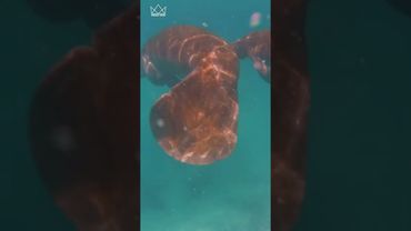 Swim With #Manatees #Ocean #Nature #Shorts