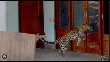 Pânico devido à entrada de leopardo em escola na Índia