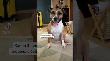 Сдала бабушку с потрохами! Говорящая собачка #приколы