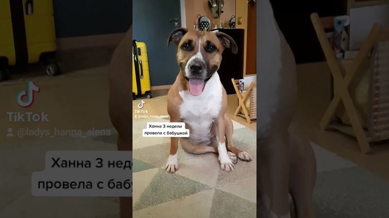 Сдала бабушку с потрохами! Говорящая собачка #приколы