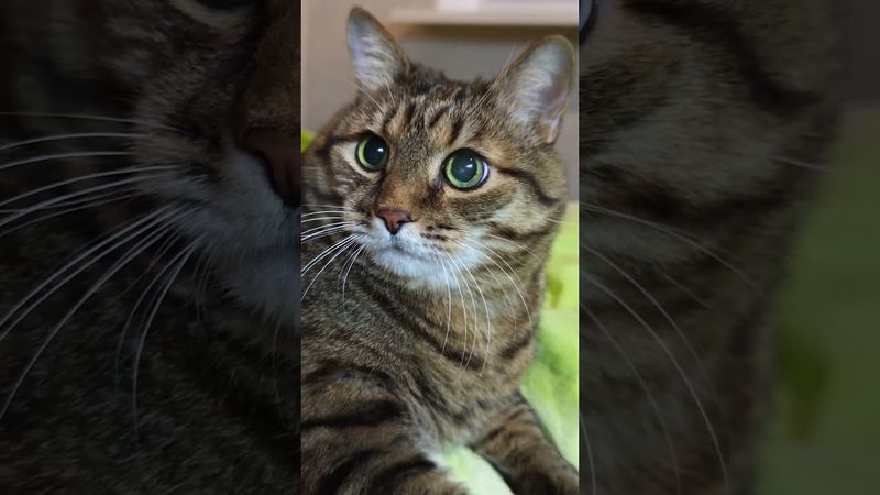 Потерял 🙀😉🤗🤣 #cat #кот #юмор #котушка #приколы #цитаты