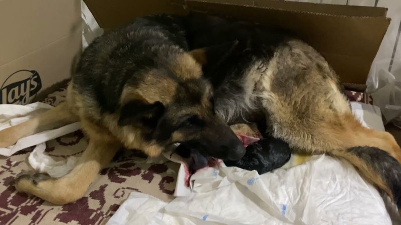 Роды Немецкой Овчарки | Перегрызает Пуповину | Стелла Немецкая Овчарка Большая