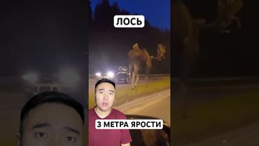 Лось: Олень На Стероидах