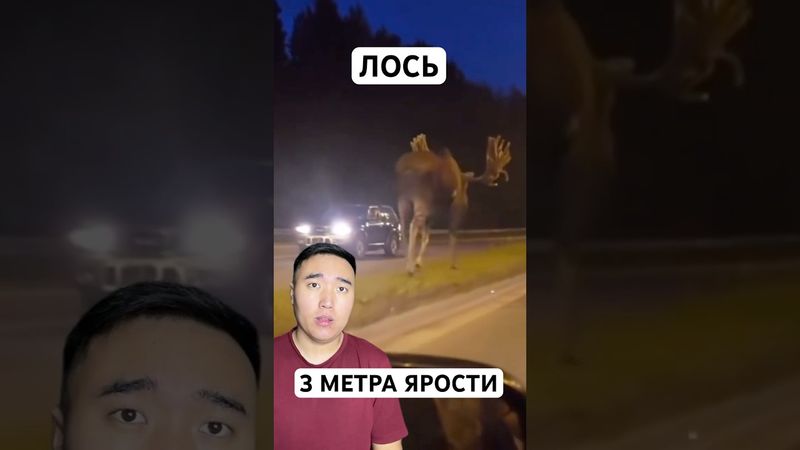 Лось: Олень На Стероидах