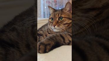 Крутые родители 🙀😉🤔🤣 #cat #кот #юмор #котушка #приколы #цитаты #смех #мем