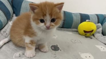 32-й день, Мими приучает детей самостоятельно спать ))