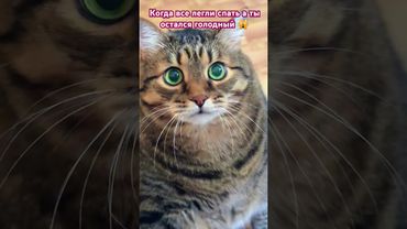 Страх голода🙀😳😉🤣 #cat #кот #юмор #котушка #смех #приколы