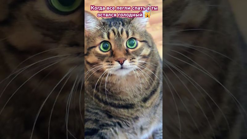Страх голода🙀😳😉🤣 #cat #кот #юмор #котушка #смех #приколы