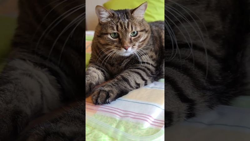 Каждый китаец 👲🙀😉🤣 #cat #кот #юмор #котушка #приколы #цитаты