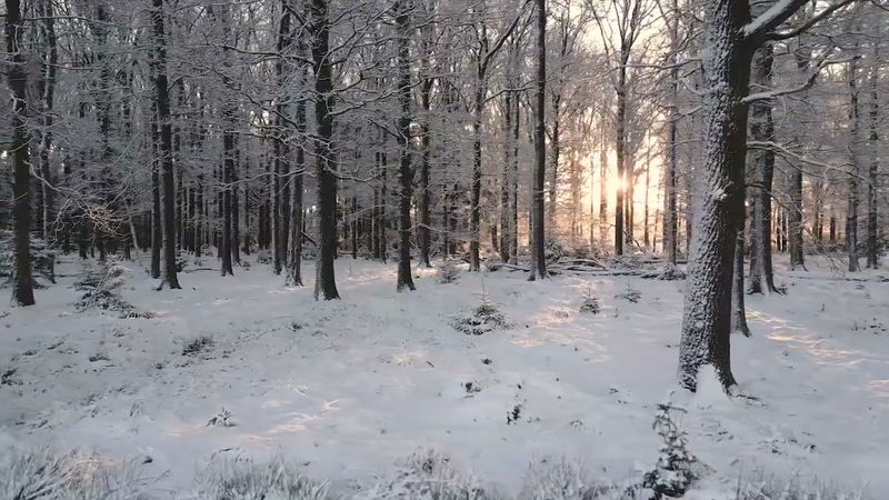 футаж зимний лес