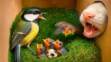 ГНЕЗДО С ПТЕНЦАМИ БЫЛО АТАКОВАНО ХИЩНИКОМ