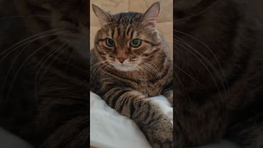 Деньги 💰 портят 🙀😮🤔🤣 #cat #кот #юмор #котушка #приколы #цитаты