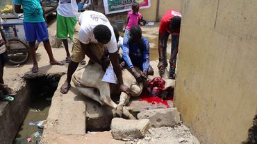 Ghana Qurban 2017 039