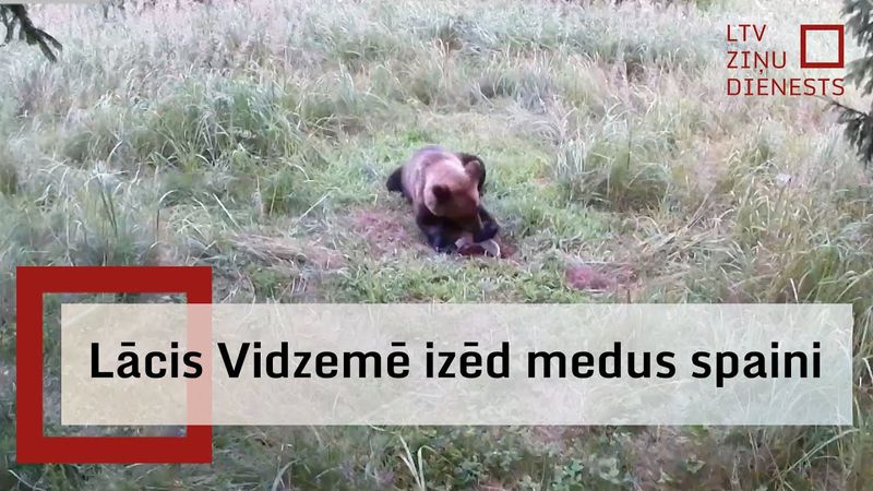Lācim Vidzemē paveicies tikt pie medus poda