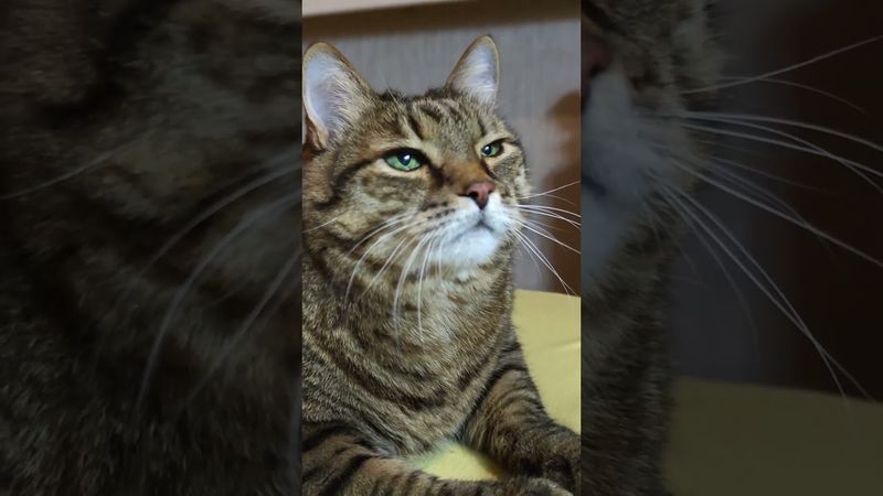 Три капли 💧💧💧🙀🤣 #cat #кот #юмор #котушка #приколы #цитаты