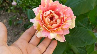 Роза Rose des Cistercians ( Роз дэ Систэрсьан) Шраб