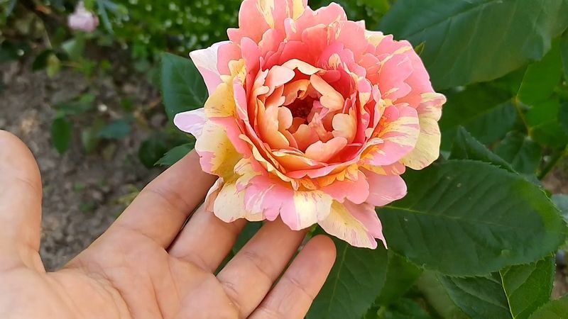 Роза Rose des Cistercians ( Роз дэ Систэрсьан) Шраб