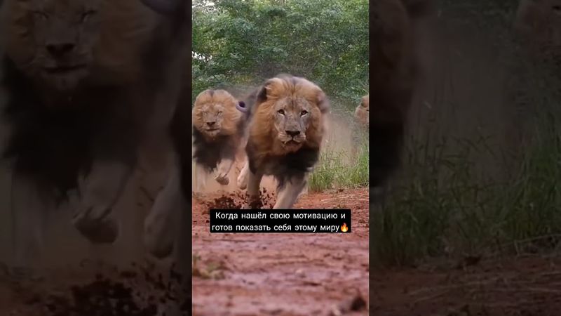 Мотивация | Лев | Победитель | Энергия