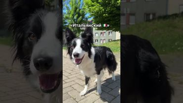 [Собачка чуть чуть с подвохом] #рекомендации #мемас #мем