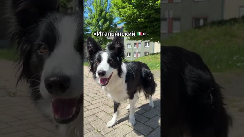 [Собачка чуть чуть с подвохом] #рекомендации #мемас #мем