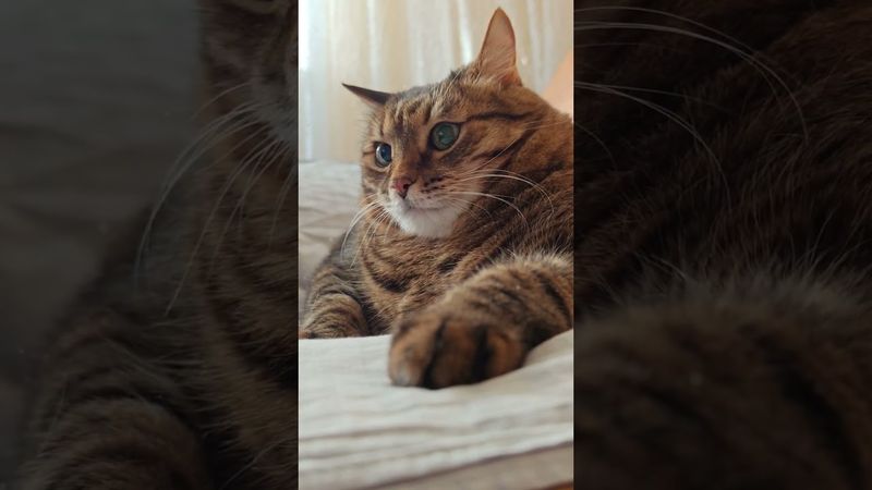 Про работу 🙀🤔😉🤣 #cat #кот #юмор #котушка #приколы #цитаты #funny #смех