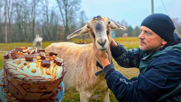 Жизнь на усадьбе в заботах о животных и птице. Экозабор и ретропроводка. Сладко будет долго.