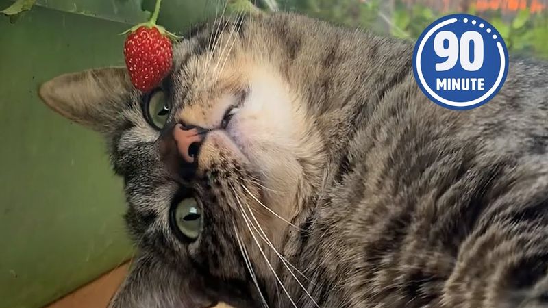 BEST PET VIDEOS 🤣 | 90 Minutes of the Funniest Shorts