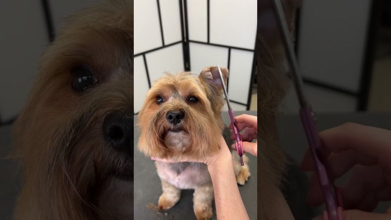 Is he the goodest boy? 🐶 #yorkie